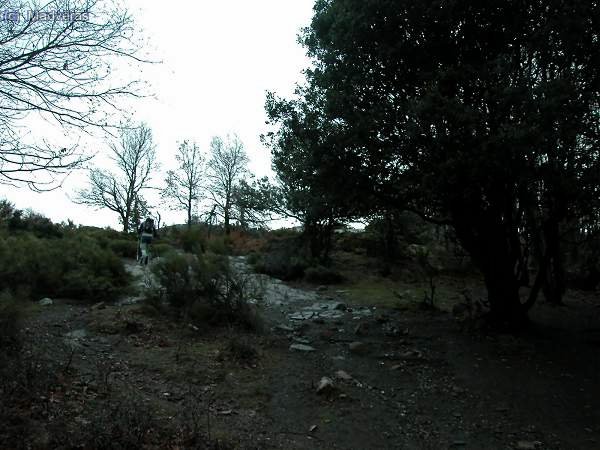 Empezamos la subida. Es el único tramo de bosque, el resto son prados subalpinos