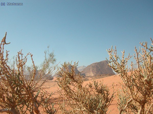 Flora del desierto