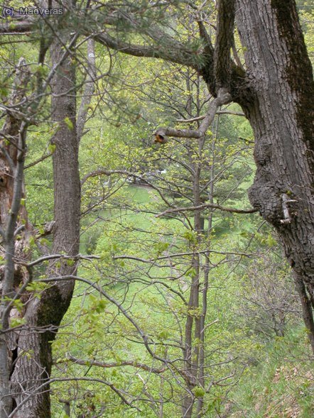 La parte incial de la subida transcurre por el bosque