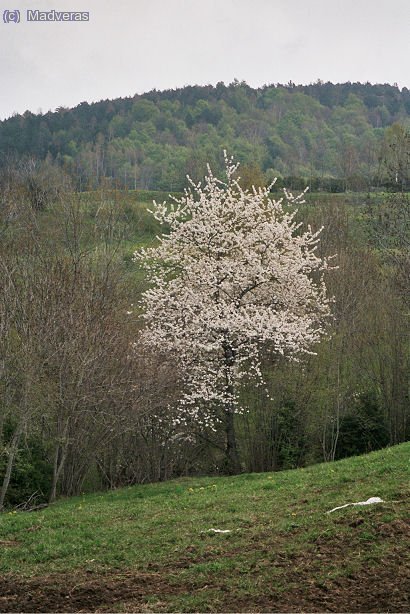 Arriba la Primavera