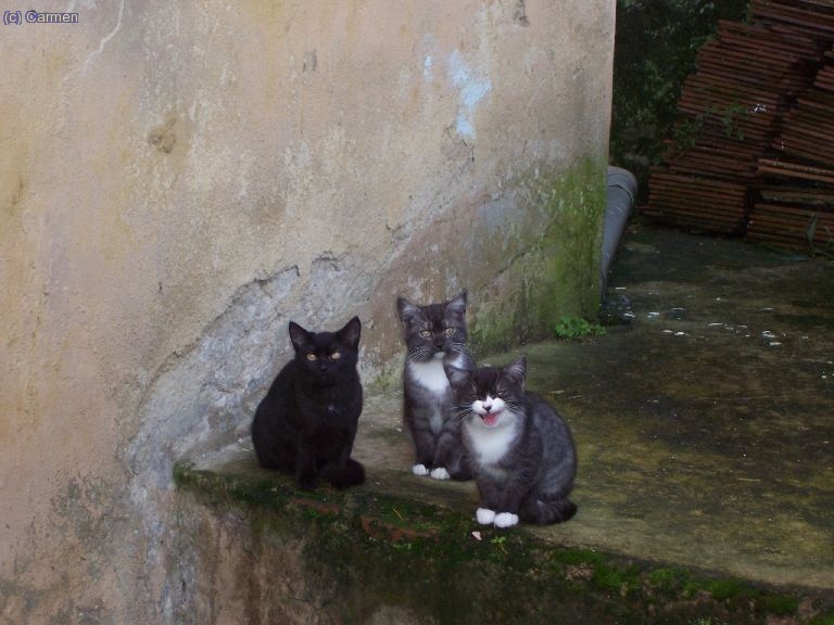 Aquí tres miniwinis que estaban venga a llorar, porque no podían salir de ese sitio en el que estaban.