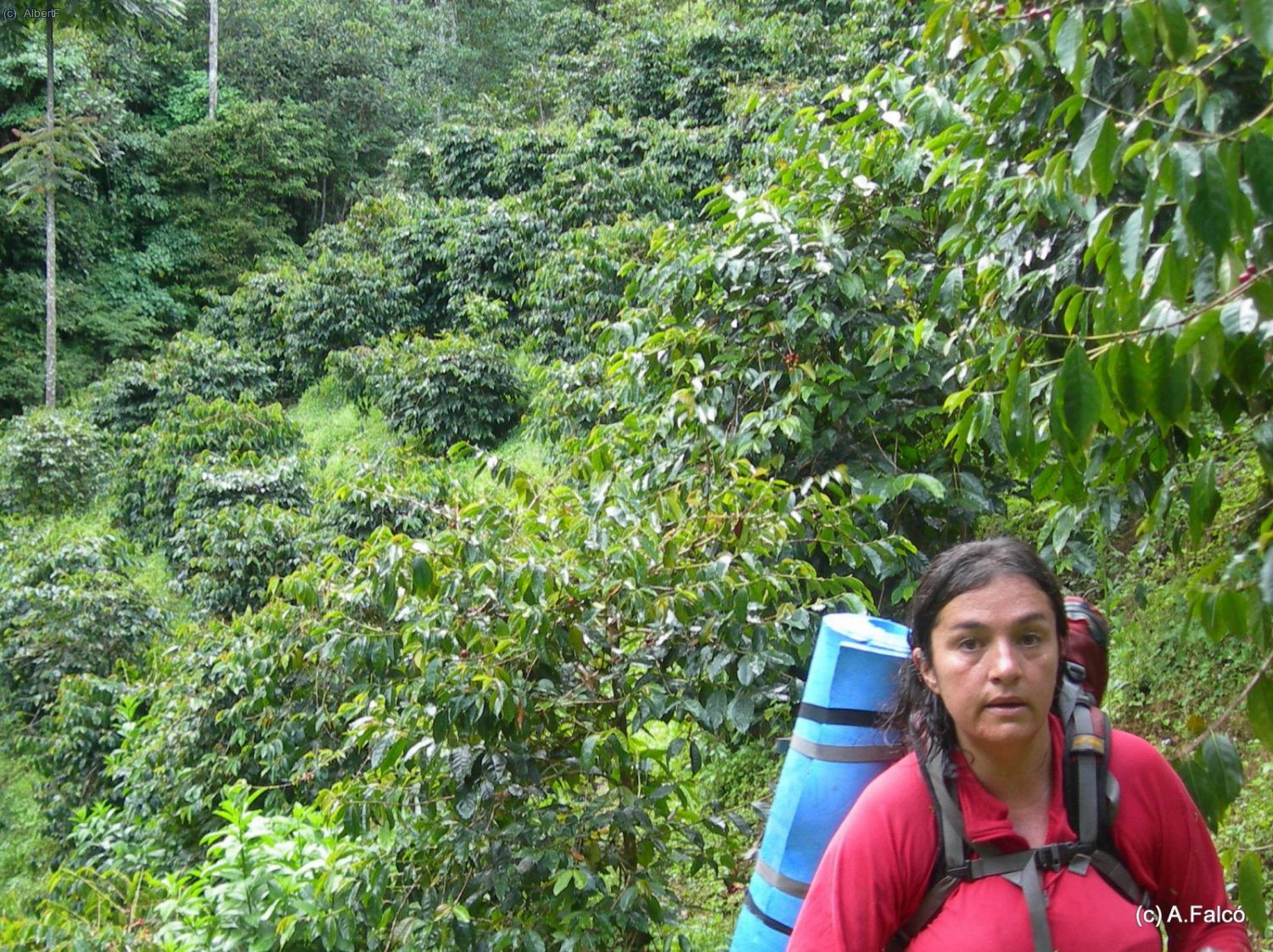 La primera part de l´ascensió travessa plantacions de cafè