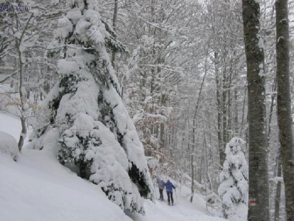 Ascendiendo por el Bosque de las Hayas