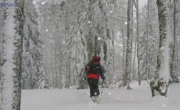 Esquiando por el bosque