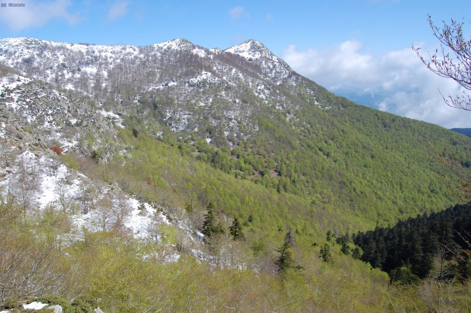 La neu amb el verd de la fageda, una passada....