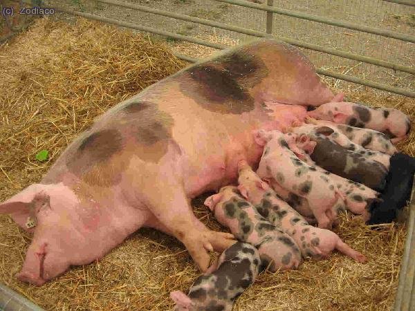 el día acaba en la feria de muestras de GRanollers. Once cerditos se alimentan de su madre, no hay tetas para todos. Al negro lo tienen excluido.