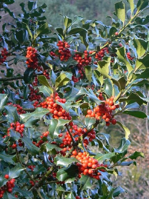 Las ramas del acebo hembra, ¡llenas de frutos!