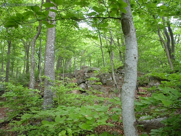 Bosque de hayas