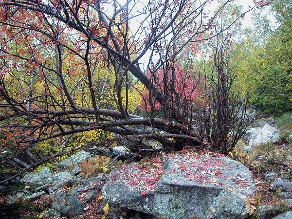 Otoño en Aigüestortes