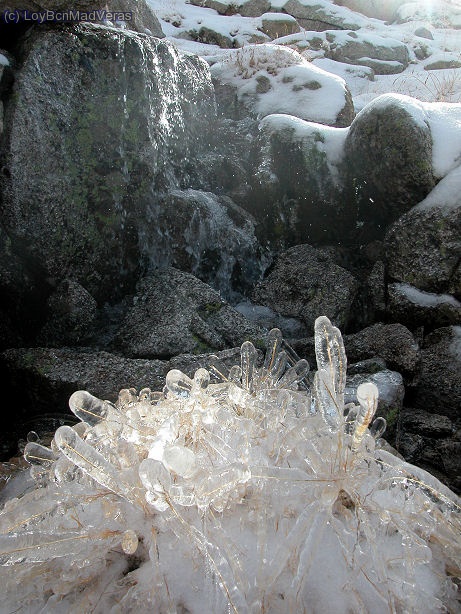 Plantas de cristal