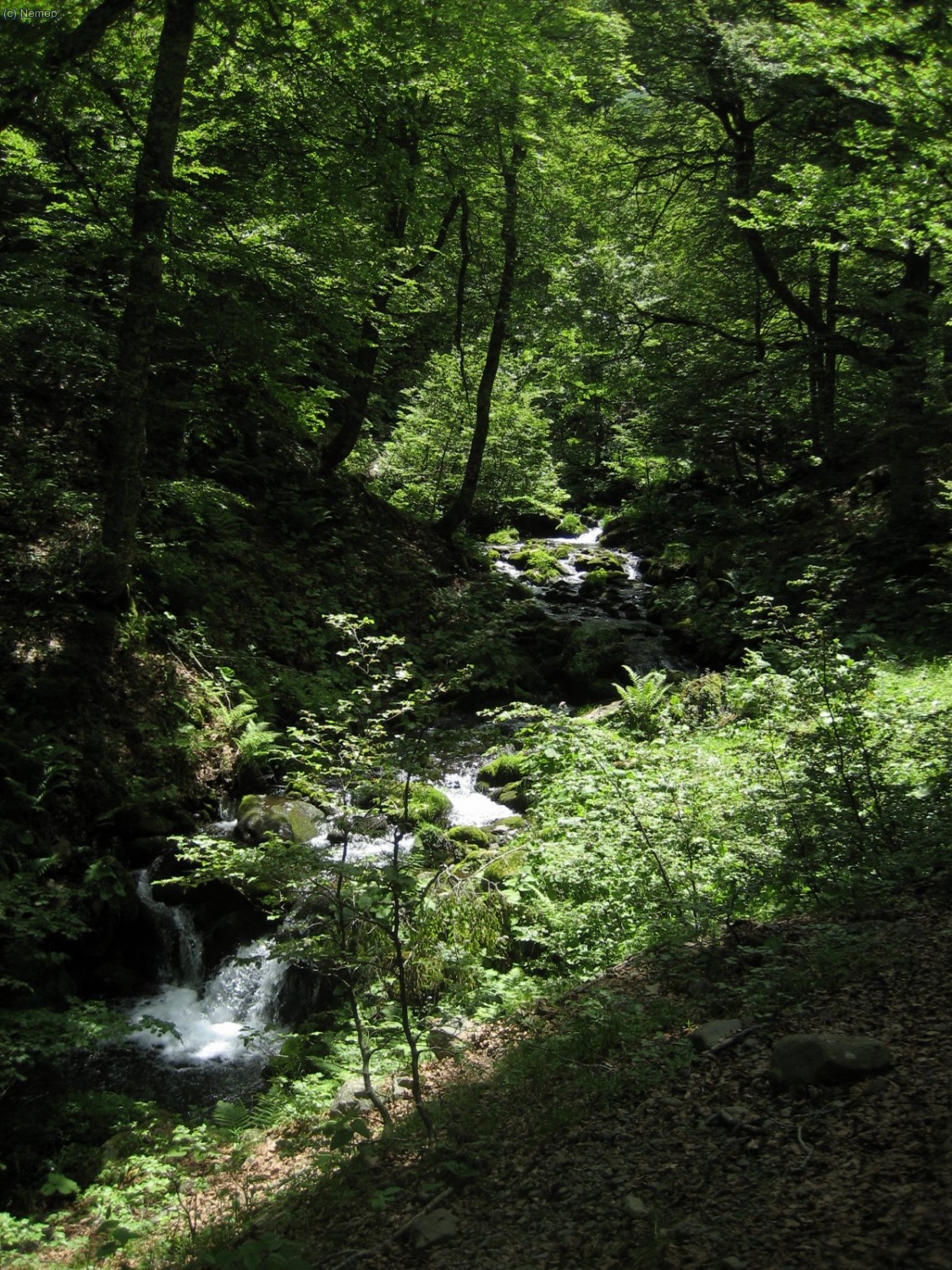 Riachuelo y bosque de hayas.
